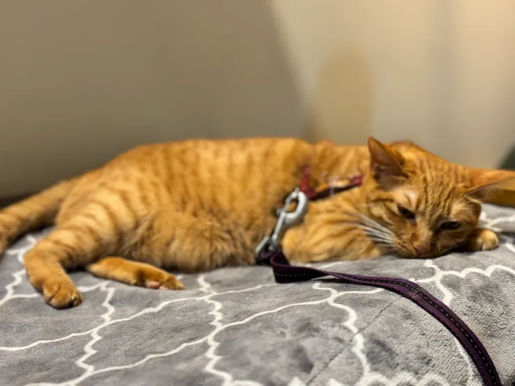 朦朧的微張眼睛