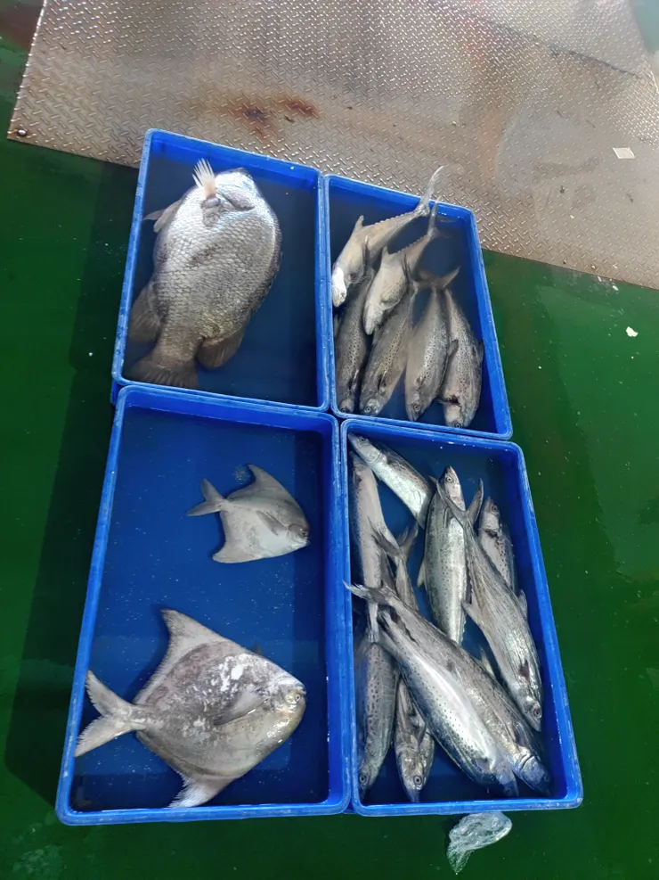 松鯛，銀鯧，斑點馬鮫