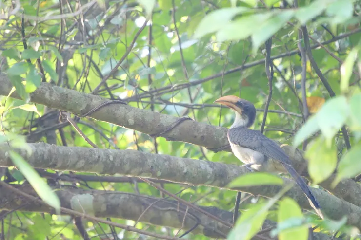 Sri Lanka Grey Hornbill 斯里蘭卡獨有種