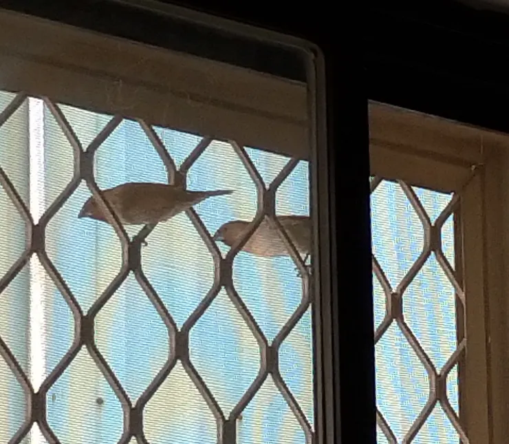 文鳥窗櫺訪，自拍攝