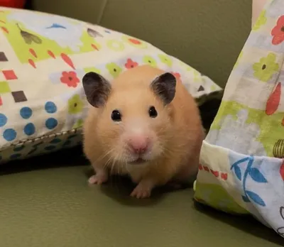 🐹《安比的地球觀察日記⑱》