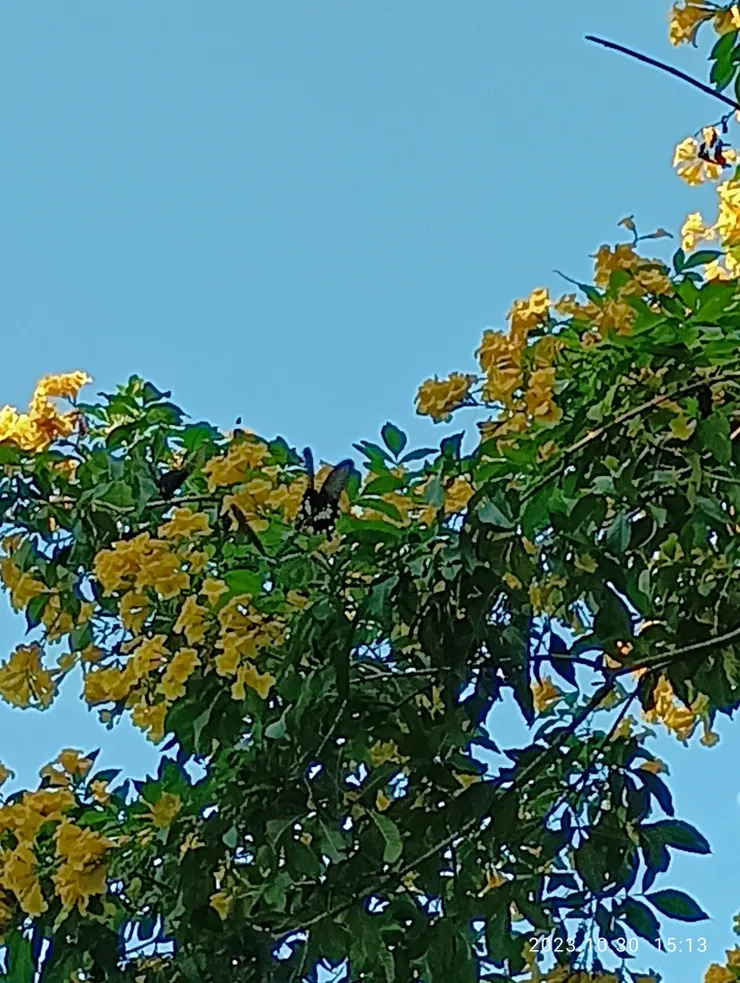 大鳳蝶與黃鐘花，餘同上