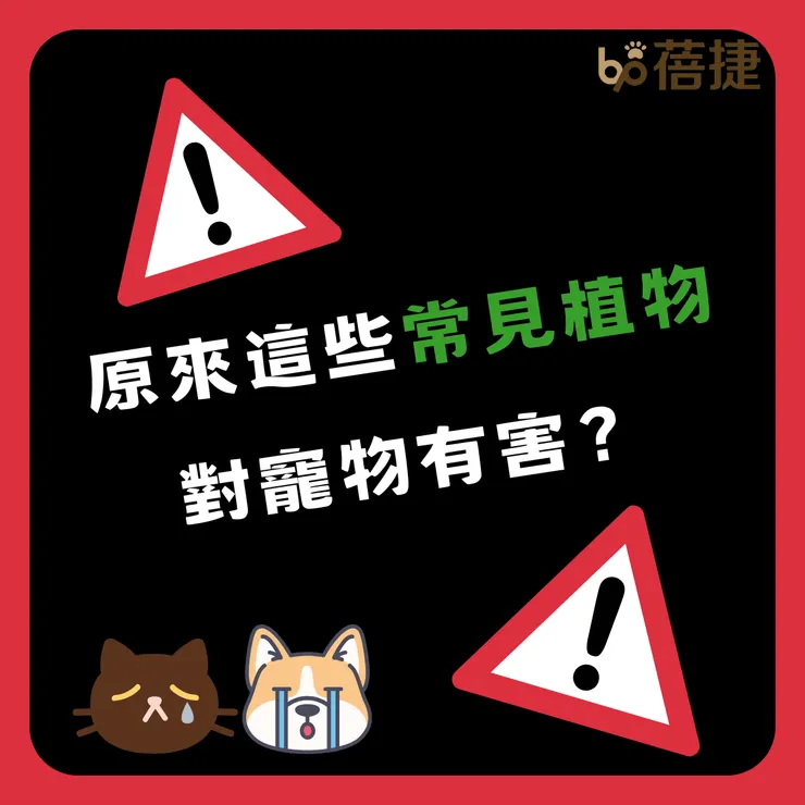 原來這些常見植物對寵物有害？有室內盆栽的快看過來！
