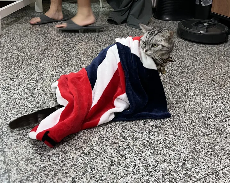 披著彷彿英國國旗的肥咪回頭睥睨著牠的子民