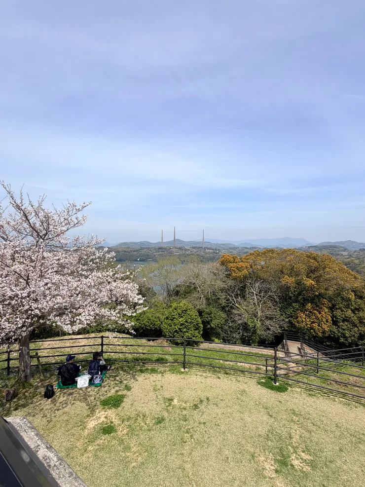 此時已是櫻花滿開