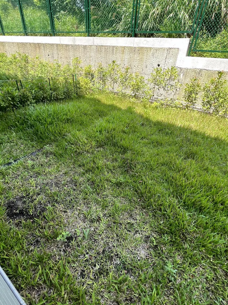 原先的後院景緻