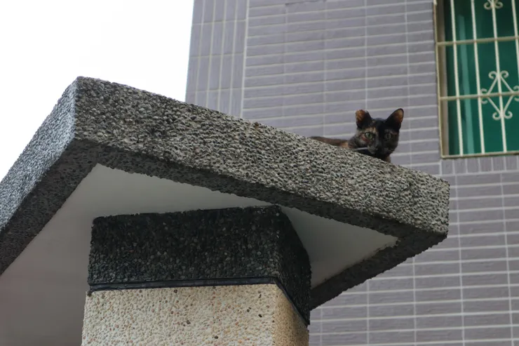 高塔哨衛玳瑁貓x1