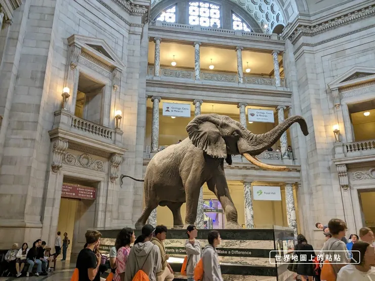 圓形大廳的非洲象標本