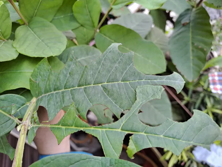 切滿足夠的葉片才能築巢