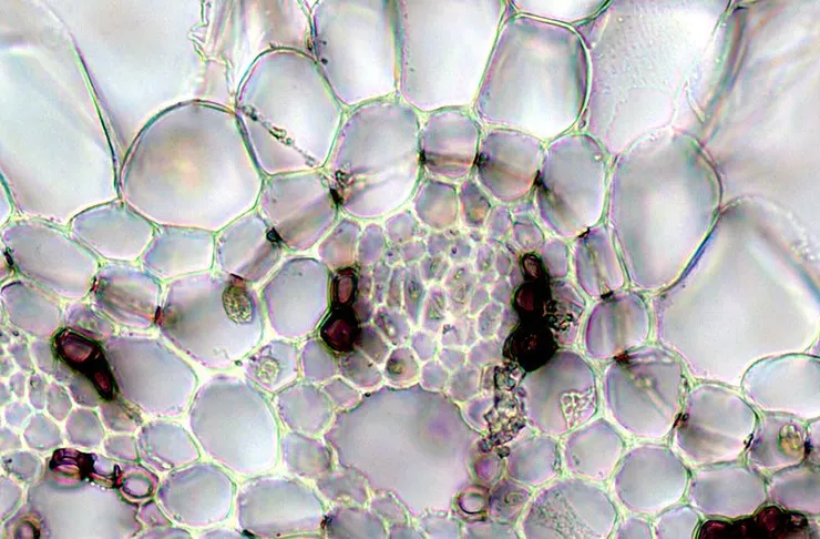 卡氏帶。By SvladCjelli - Own work, CC BY-SA 3.0