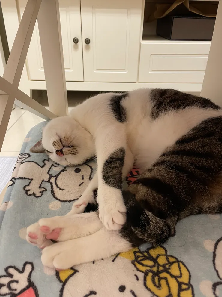 跟我比睡覺？別做夢了！