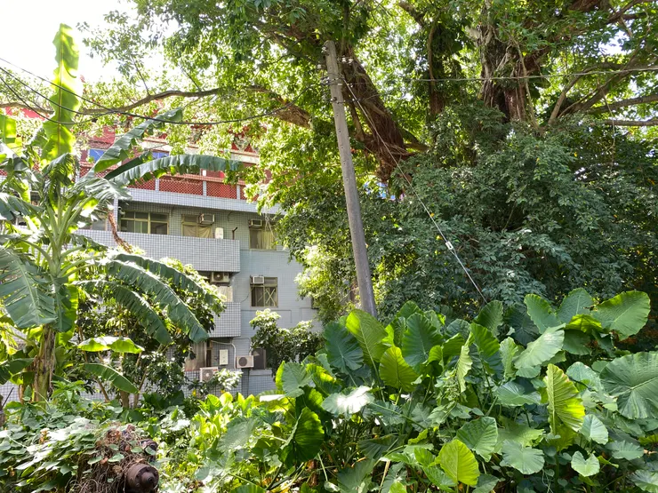 後院有一棵老樹，推估樹齡超過百年