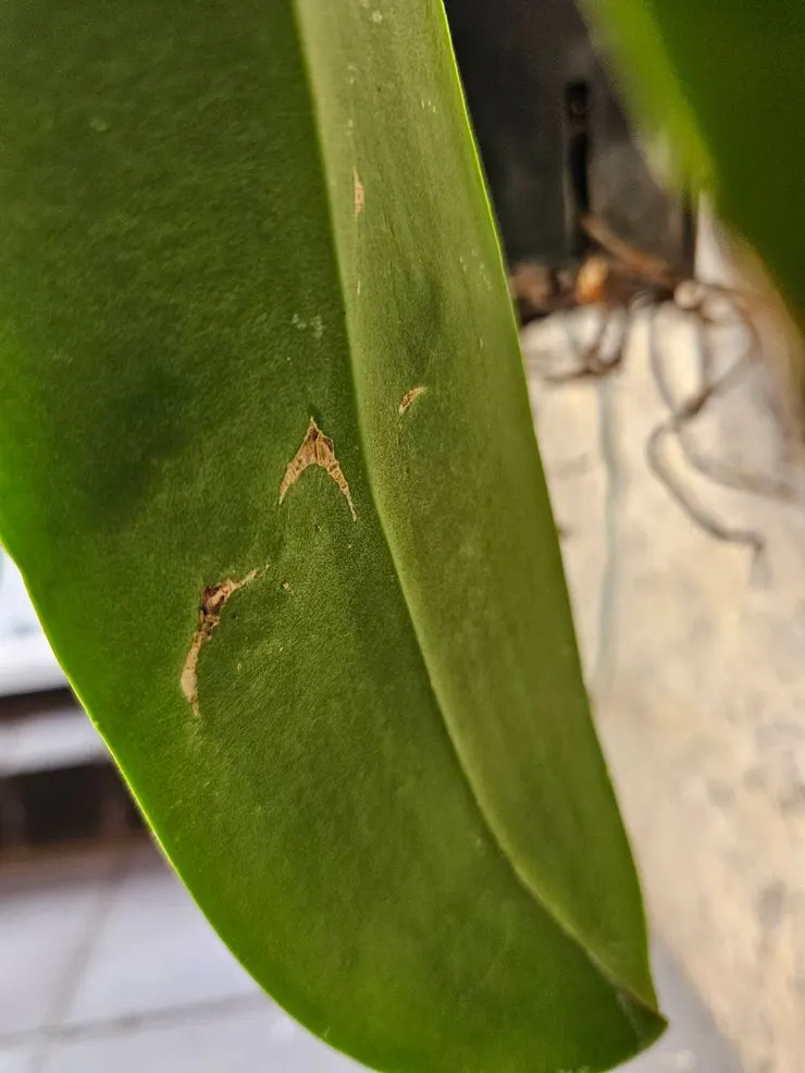 圖九、 薊馬咬過的葉子會扭曲並且出現咖啡色粗糙的組織。