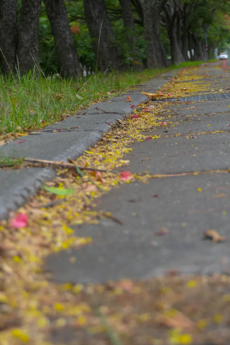 掉下來的花也很美