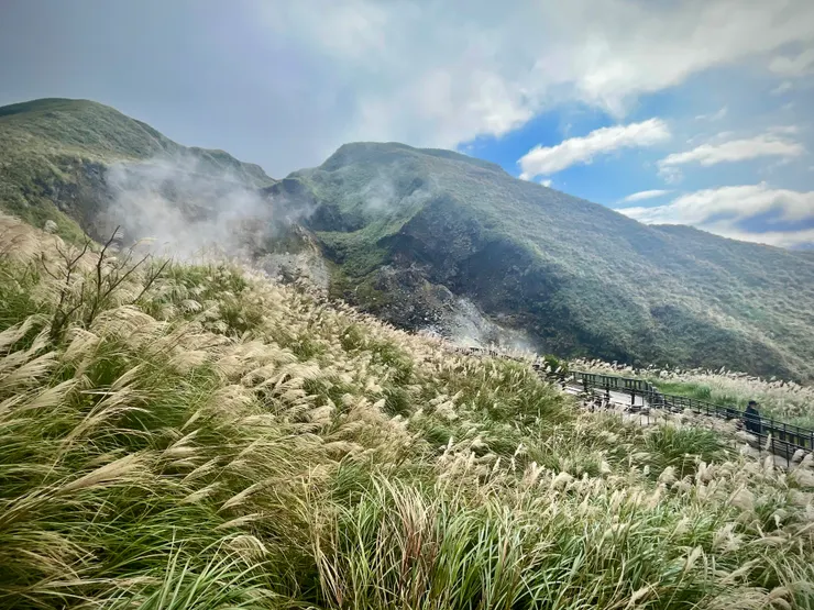 藍天、綠山、黃金芒海,好美