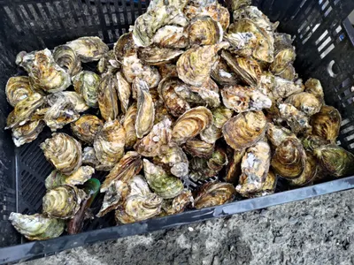 越烤，越搞越大攤了.......