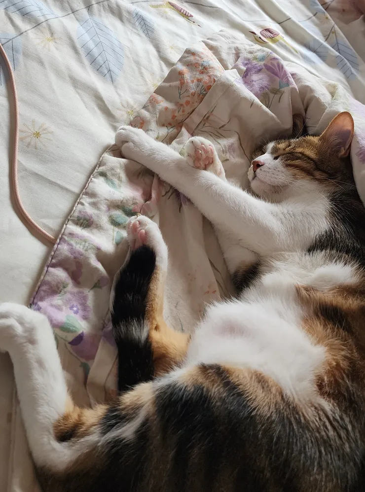 正在腦內劇場的貓