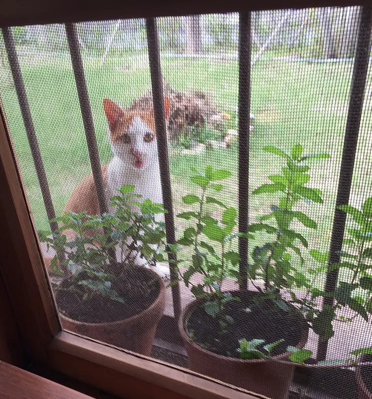 ▲貓咪跳到窗台上吵著要進屋，紗窗已經被不同的貓抓破幾次。