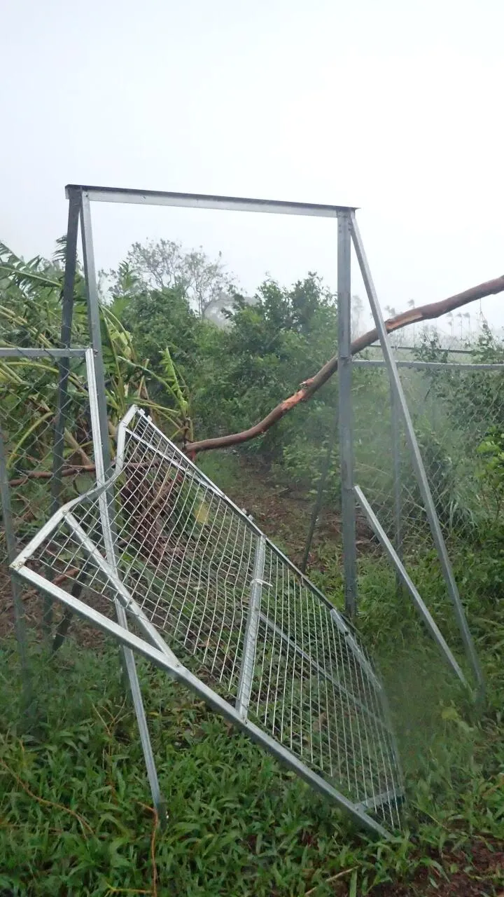 門被倒下的樹砸壞