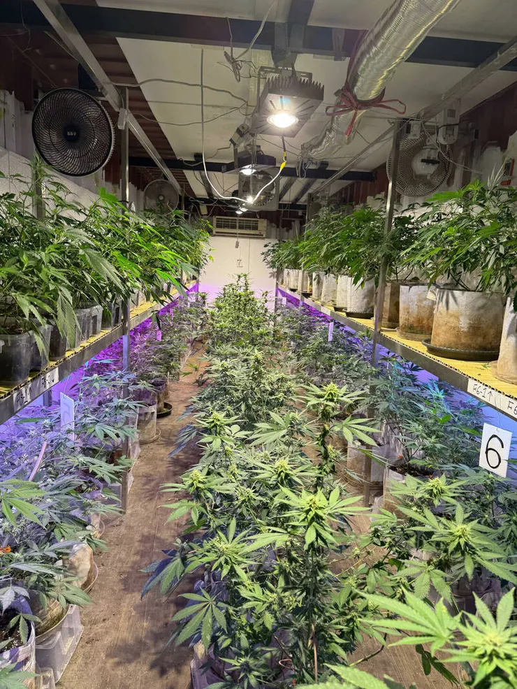 桃園市刑警大隊破獲藏身新北八里山區的大麻製毒工廠，現場查扣的大麻植株、乾燥花，若產出製成大麻成品，市價高達近1.6億元。（記者鄭淑婷翻攝）