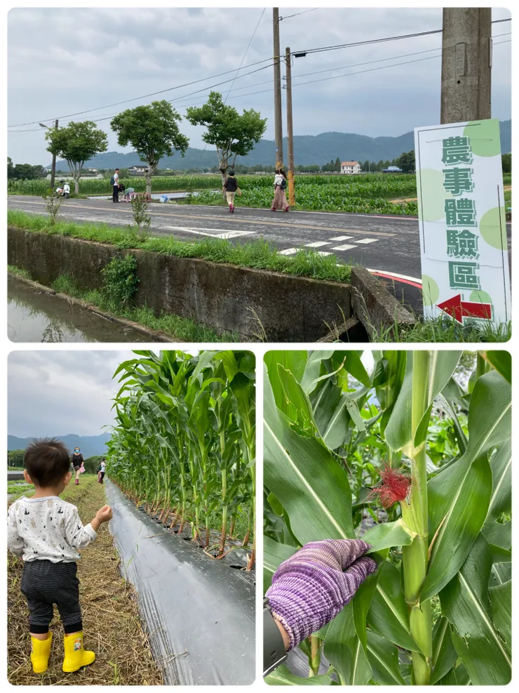 小孩也體驗人生第一次的玉米筍收成！