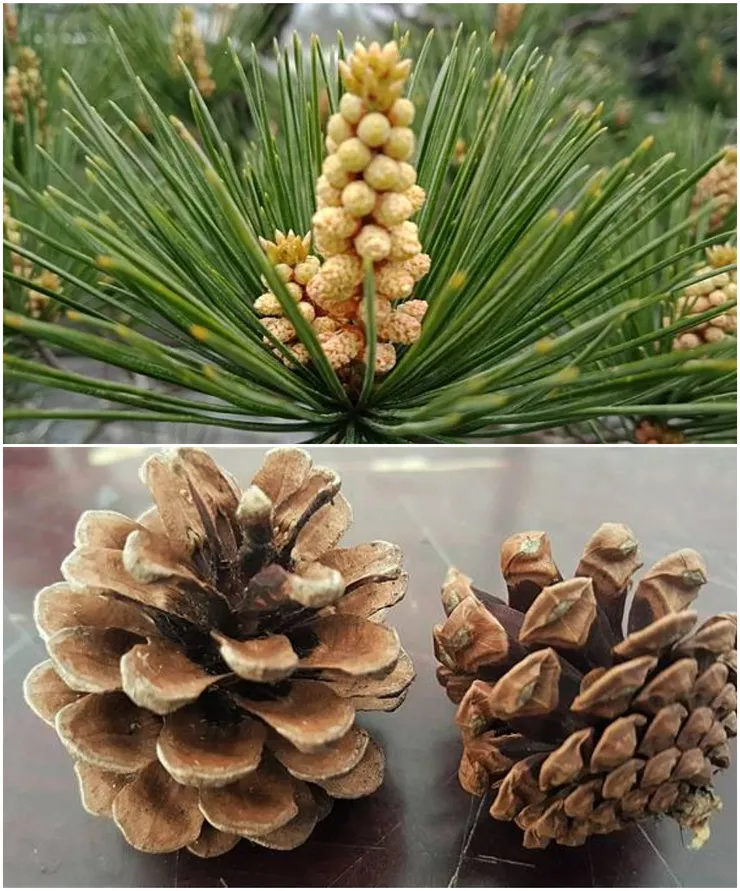 上為松樹的雄性毬果   下為松果(雌性毬果受精發育而成)