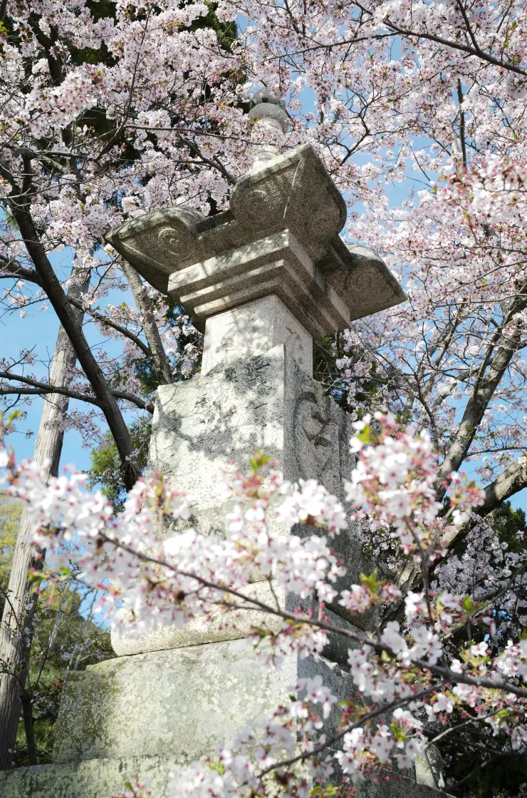 櫻花間的小石塔