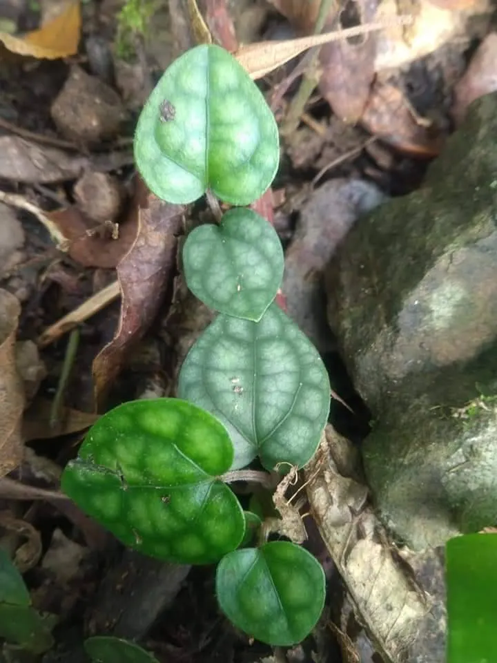 小時候的風藤葉斑葉愛心狀，是不是很可愛呢！