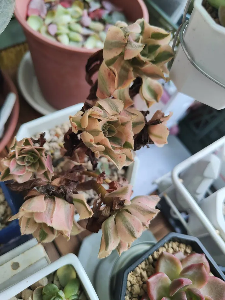 進入休眠期的粉女巫法師 , 毫無生氣的模樣