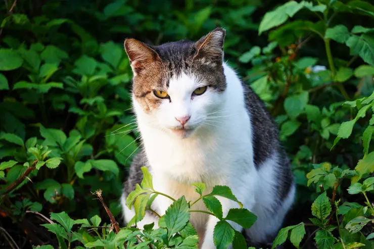 附上一隻指南宮千階步道的貓咪居民，跟本文沒有任何關聯，只是很可愛而已。