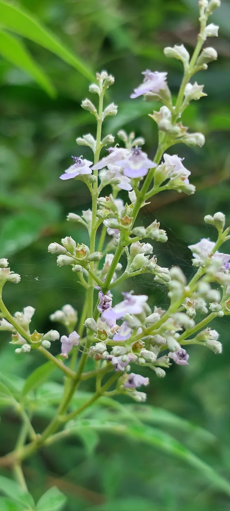 文雅清新的蒲姜紫花