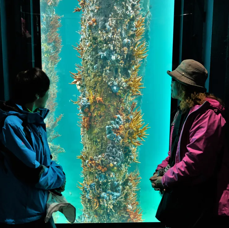 觀景窗觀察海洋生態