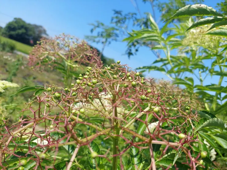 西洋接骨木花謝後正在結漿果