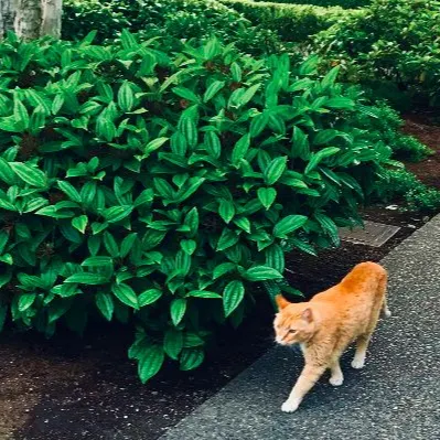 The Duchess MeowMeow的沙龍