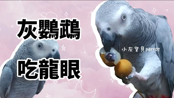 圖片來源：YouTube 灰鸚鵡小灰寶貝  
