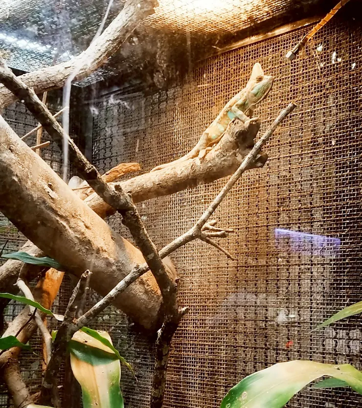 高冠變色龍 --- 居高臨下的變色龍