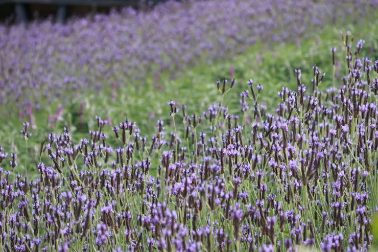 斜坡上的薰衣草田
