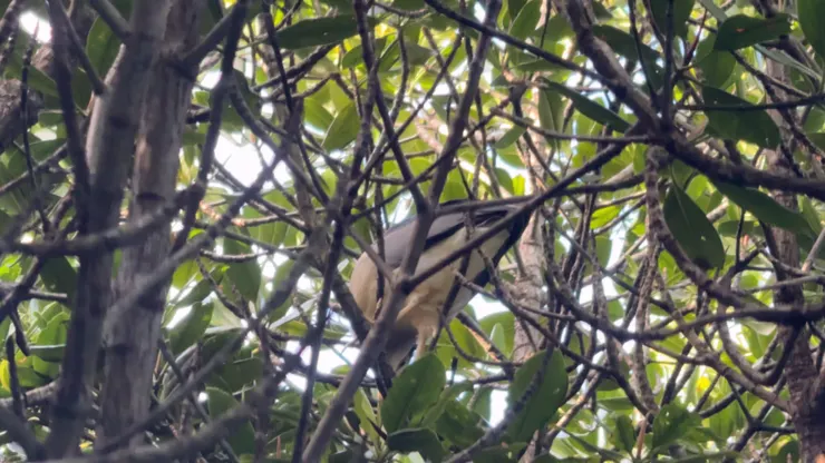 這個鳥Hiro桑指半天我才看到，他到底是怎麼發現的😳