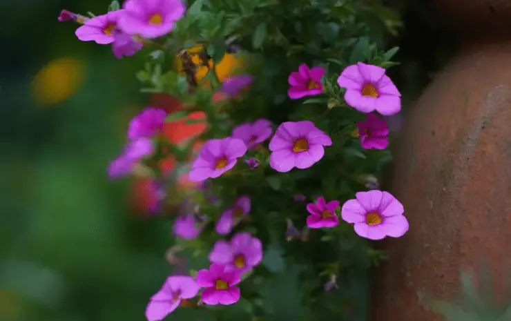 圖片取自網路加以裁剪而成，侵權刪。