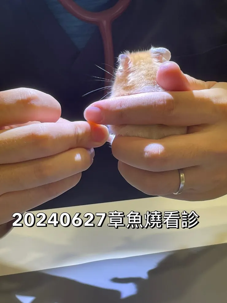 章魚燒沉默的背影