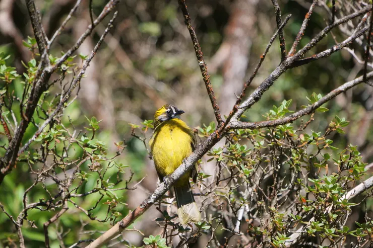 Sri Lanka yellow-eared bulbul 斯里蘭卡獨有種