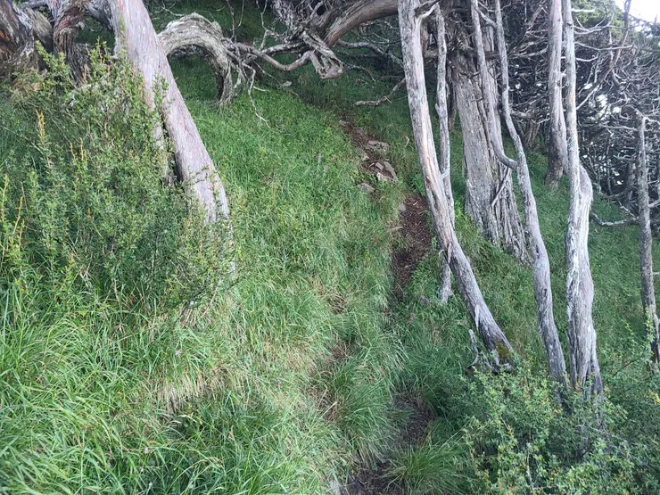 取紅色線方向行進後，注意左側向上切就是上山頂的路