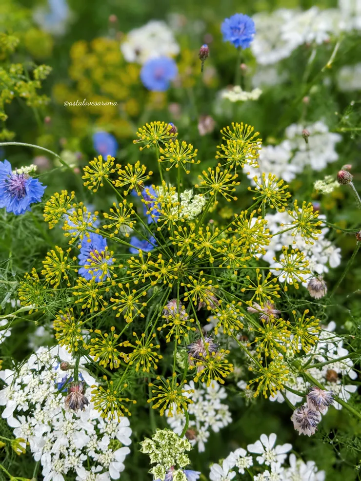 甜茴香（黃）、銀翅花（白）、矢車菊（藍紫）