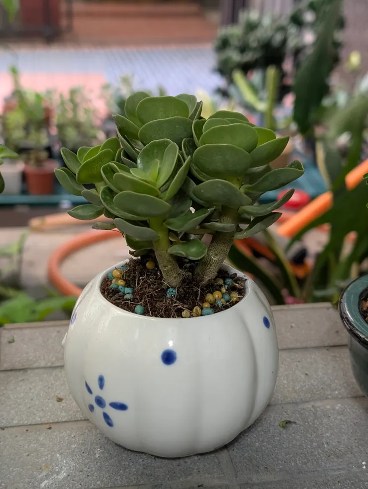 圓葉古木，配乾淨的小圓盆，很可愛