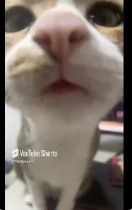 皇上: 甚麼東西? 我要求、立刻、馬上！