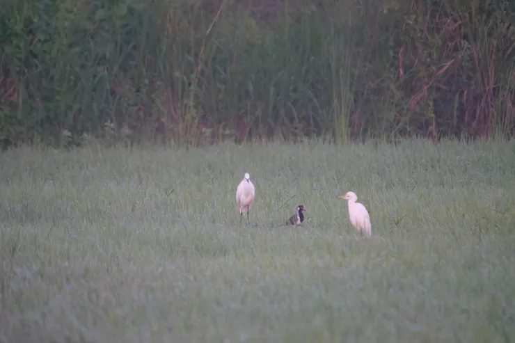白鷺中藏着一隻Red-wattled Lapwing