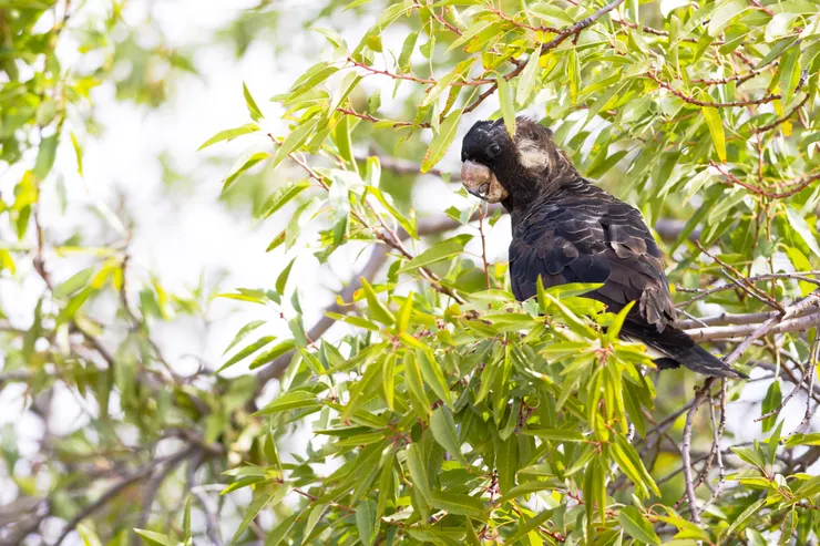 Carnaby’s Black-Cockatoo