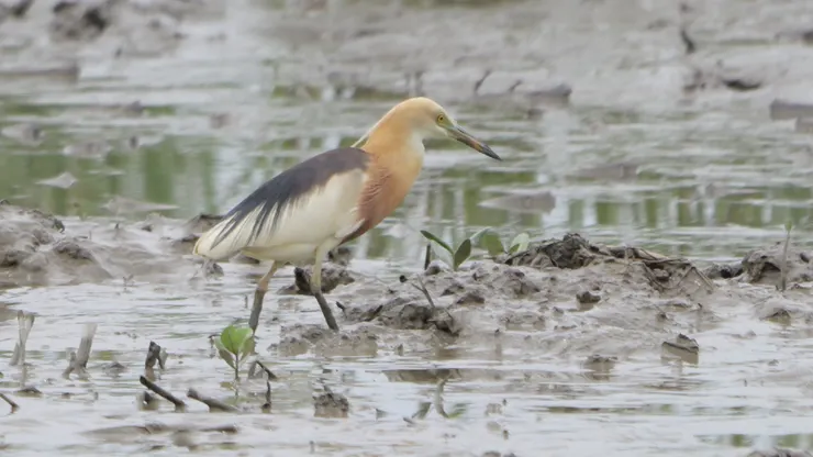 爪哇池鷺顏色比較淡薄