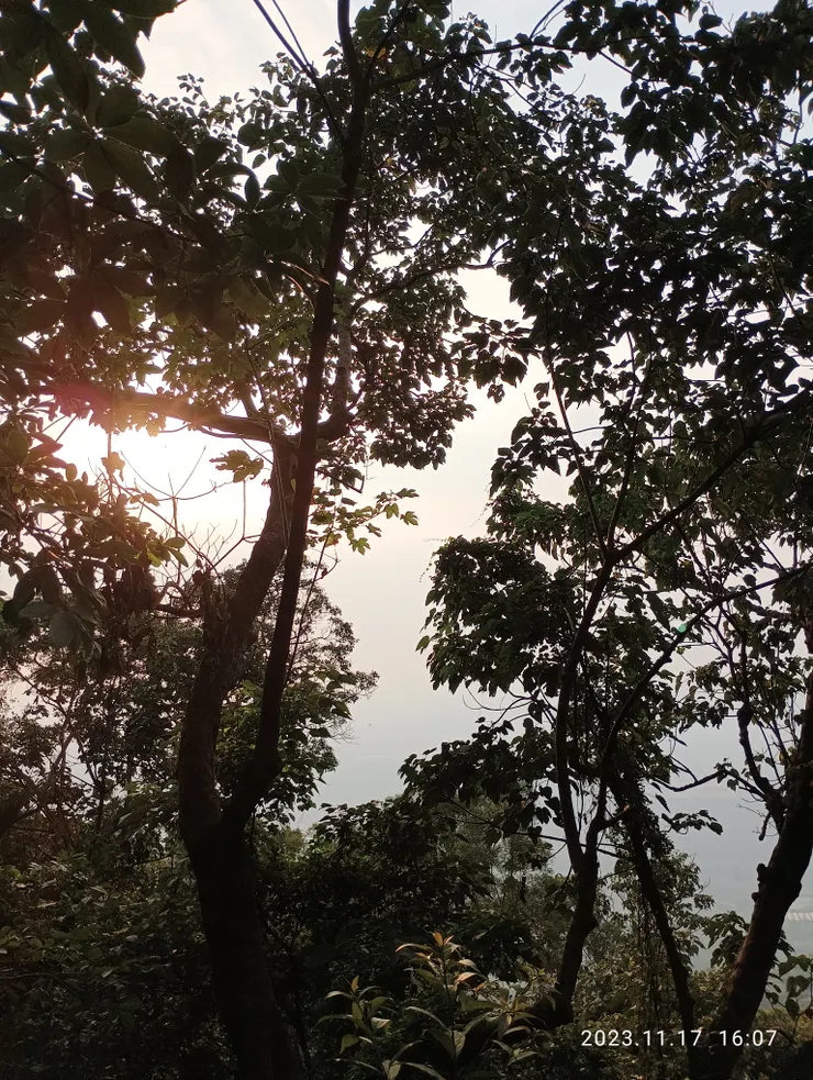 風柔樹語吹，自拍