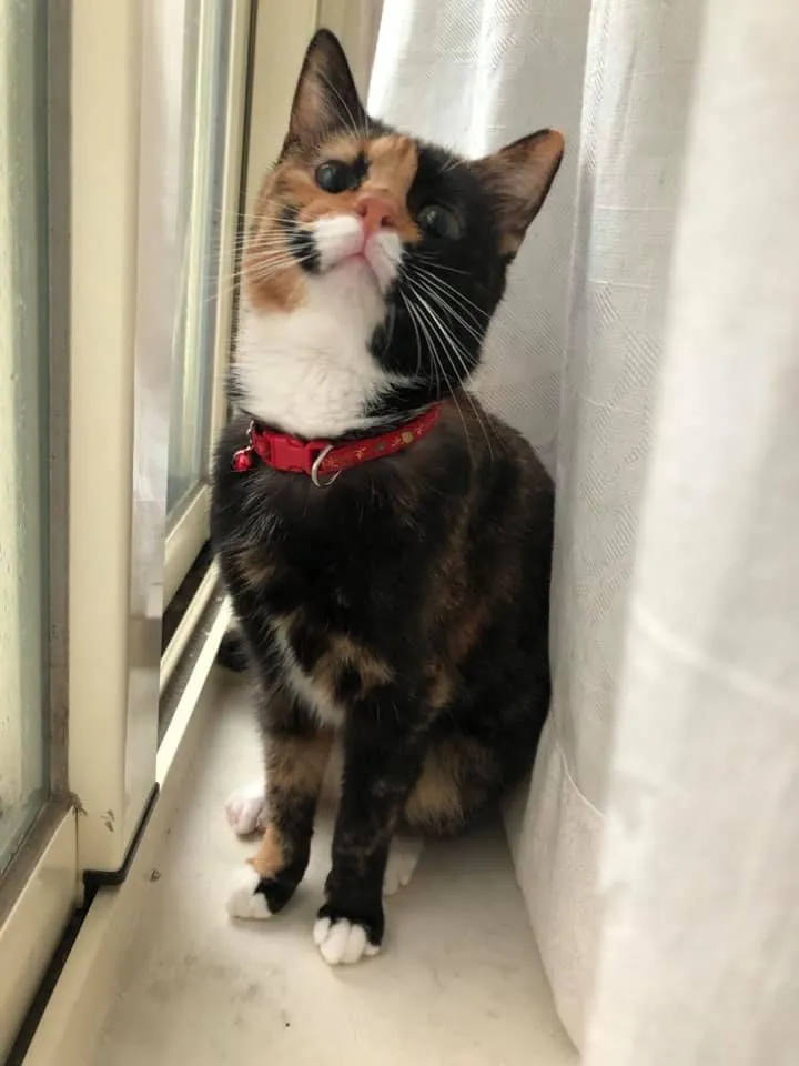 好奇寶寶歐疼喵